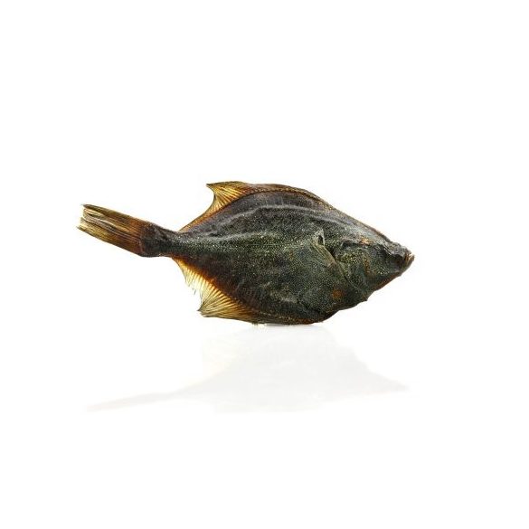 Pets Best - lepényhal 