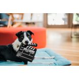 P.L.A.Y - Hollywoof Cinema - Rendezői tábla 