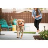 P.L.A.Y - American Classic - HotDog