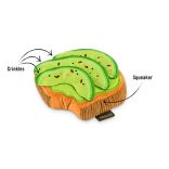 P.L.A.Y - Brunch Collection - Avokádó toast