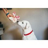 P.L.A.Y -  Holiday Classic Cheerful - Candy Cane csomag 