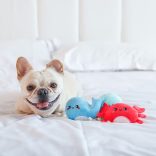 HugSmart - Tengeri lények 