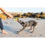 P.L.A.Y - Tropical Paradise - Pálmafa