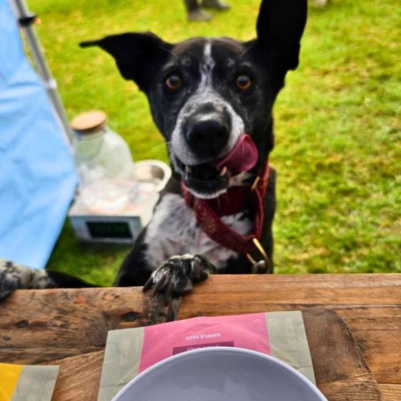 the innocent HOUND - levegőn szárított prémium eledel - Brit lazac 