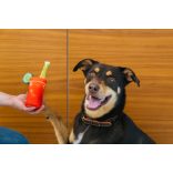 P.L.A.Y - Brunch Collection - Buddy Mary 