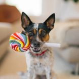 P.L.A.Y - Snack Attack - Lollipup