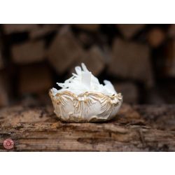 Paul&Paulina - Kókuszpehely