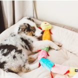 ZippyPaws – Caterpiller - Színes hernyó 